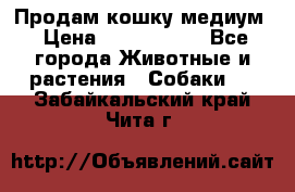 Продам кошку медиум › Цена ­ 6 000 000 - Все города Животные и растения » Собаки   . Забайкальский край,Чита г.